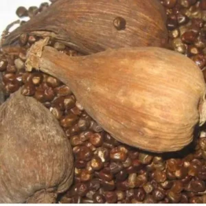 Kororima