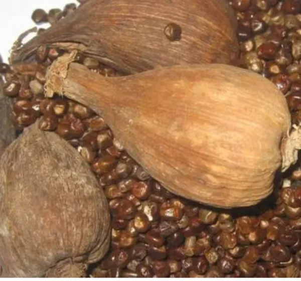 Kororima
